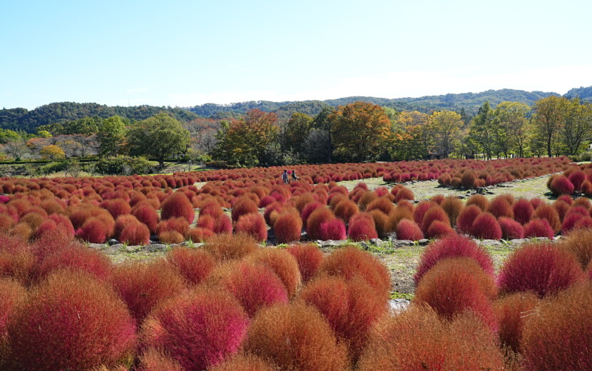 陸奥湖畔公園